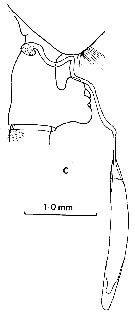Espce Paraeuchaeta similis - Planche 5 de figures morphologiques