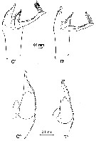 Espce Paraeuchaeta similis - Planche 6 de figures morphologiques