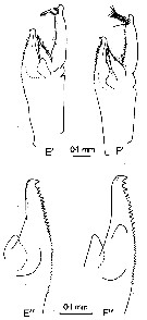 Espce Paraeuchaeta tycodesma - Planche 3 de figures morphologiques
