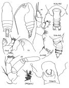 Espce Pseudochirella divaricata - Planche 1 de figures morphologiques