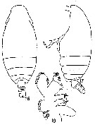 Espce Mimocalanus inflatus - Planche 2 de figures morphologiques