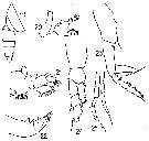 Espce Mimocalanus crassus - Planche 7 de figures morphologiques