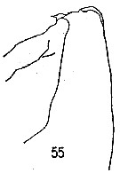 Espce Chirundinella magna - Planche 13 de figures morphologiques