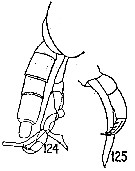 Species Scolecithricella sp. - Plate 1 of morphological figures