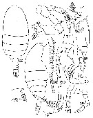 Espce M unidentified - Planche 1 de figures morphologiques