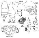 Espce Pseudochirella dubia - Planche 1 de figures morphologiques
