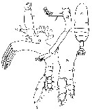Espce Euaugaptilus nodifrons - Planche 16 de figures morphologiques