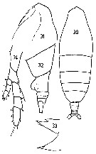 Species Haloptilus longicornis - Plate 12 of morphological figures