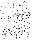 Espce Pseudhaloptilus pacificus - Planche 7 de figures morphologiques