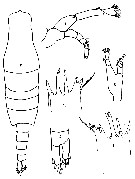 Espce Mesorhabdus angustus - Planche 7 de figures morphologiques