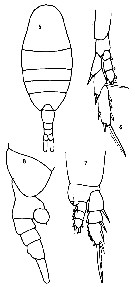 Espce Lucicutia curta - Planche 12 de figures morphologiques