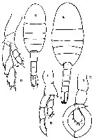 Espce Lucicutia gaussae - Planche 9 de figures morphologiques