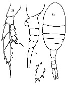 Espce Lucicutia longicornis - Planche 4 de figures morphologiques
