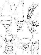 Espce Comantenna curtisetosa - Planche 1 de figures morphologiques