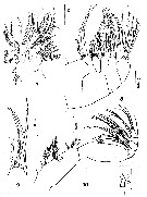 Espce Comantenna curtisetosa - Planche 2 de figures morphologiques