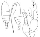Espce Pseudochirella major - Planche 2 de figures morphologiques