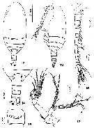 Espce Comantenna recurvata - Planche 1 de figures morphologiques