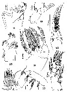 Espce Comantenna recurvata - Planche 2 de figures morphologiques