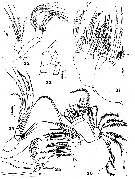 Espce Mesocomantenna spinosa - Planche 2 de figures morphologiques
