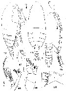 Espce Paracomantenna gracilis - Planche 1 de figures morphologiques