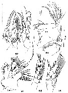 Espce Paracomantenna gracilis - Planche 2 de figures morphologiques