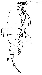 Espce Paraeuchaeta pseudotonsa - Planche 7 de figures morphologiques