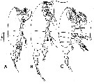 Espce Paraeuchaeta tonsa - Planche 18 de figures morphologiques