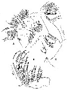 Species Paraeuchaeta tonsa - Plate 12 of morphological figures