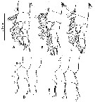Espce Paraeuchaeta tonsa - Planche 15 de figures morphologiques
