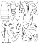 Espce Pseudochirella hirsuta - Planche 4 de figures morphologiques