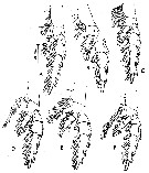 Espce Paraeuchaeta tonsa - Planche 17 de figures morphologiques
