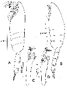 Species Paraeuchaeta tuberculata - Plate 8 of morphological figures