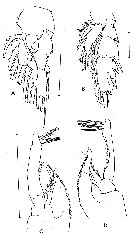 Espce Paraeuchaeta similis - Planche 9 de figures morphologiques