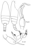 Espce Pseudochirella hirsuta - Planche 5 de figures morphologiques