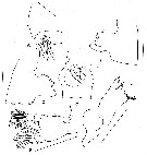 Espce Paraeuchaeta erebi - Planche 7 de figures morphologiques