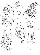 Espce Paraeuchaeta erebi - Planche 8 de figures morphologiques