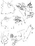 Espce Paraeuchaeta tycodesma - Planche 5 de figures morphologiques