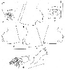 Espce Paraeuchaeta austrina - Planche 4 de figures morphologiques