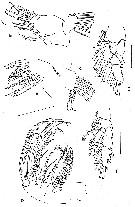 Espce Paraeuchaeta austrina - Planche 5 de figures morphologiques