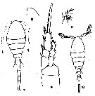 Espce Oithona nana - Planche 10 de figures morphologiques