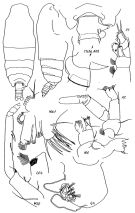 Espce Pseudochirella mariana - Planche 1 de figures morphologiques