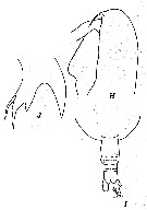 Espce Euaugaptilus humilis - Planche 4 de figures morphologiques