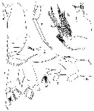 Espce Xanthocalanus tenuiremis - Planche 1 de figures morphologiques