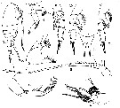 Espce Xanthocalanus claviger - Planche 1 de figures morphologiques