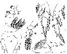 Espce Pseudotharybis zetlandicus - Planche 2 de figures morphologiques