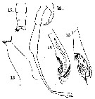 Espce Xanthocalanus claviger - Planche 2 de figures morphologiques