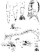 Espce Stephos fultoni - Planche 1 de figures morphologiques