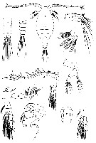 Espce Stephos minor - Planche 2 de figures morphologiques