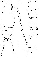 Species Ctenocalanus vanus - Plate 13 of morphological figures