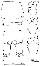 Espce Paracalanus parvus - Planche 16 de figures morphologiques